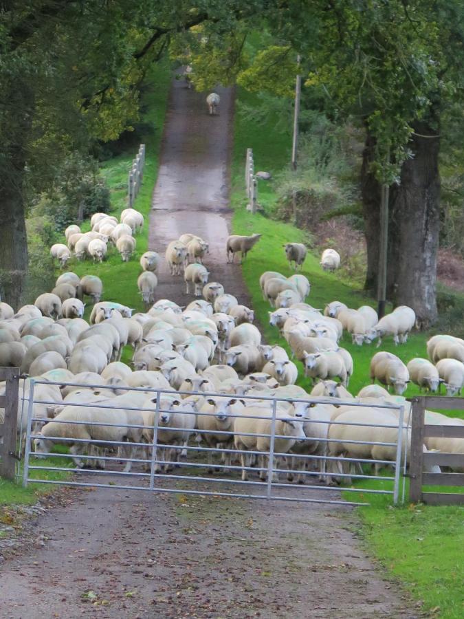 La Ferme De Pomereix Le Dorat Kültér fotó