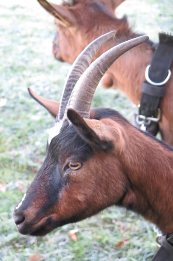 La Ferme De Pomereix Le Dorat Kültér fotó